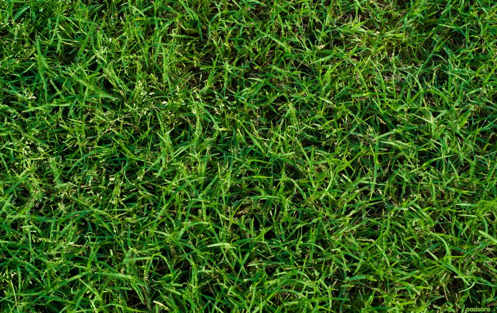 Mid-Iron-or-Hybrid-Bermuda-grass-for-arizona-landscapes