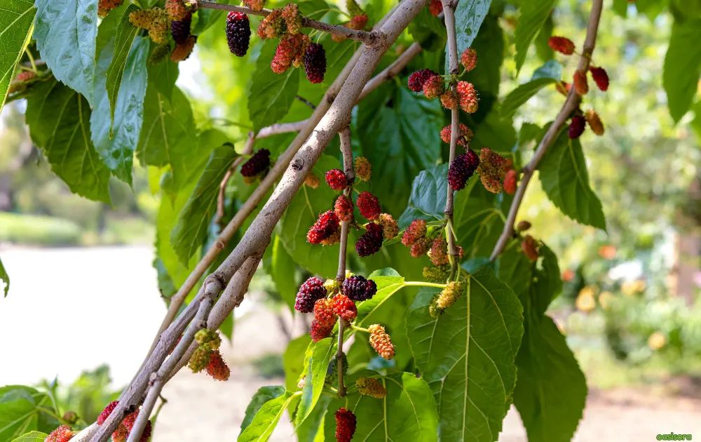 18 Best Fruit Trees to Grow in Arizona: Low-Maintenance Guide 20 Mulberry