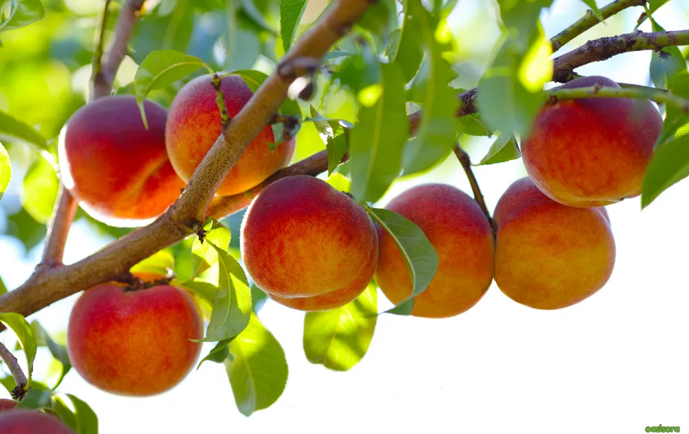 18 Best Fruit Trees to Grow in Arizona: Low-Maintenance Guide 11 Nectarine-Double-Delight