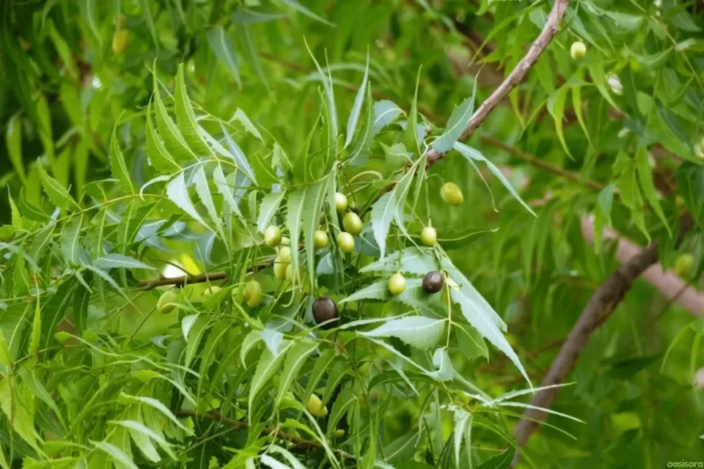 Neem-Tree