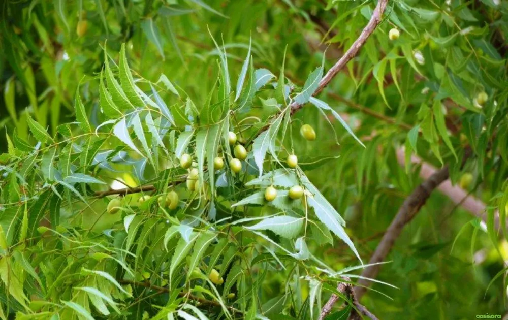 Neem-Tree