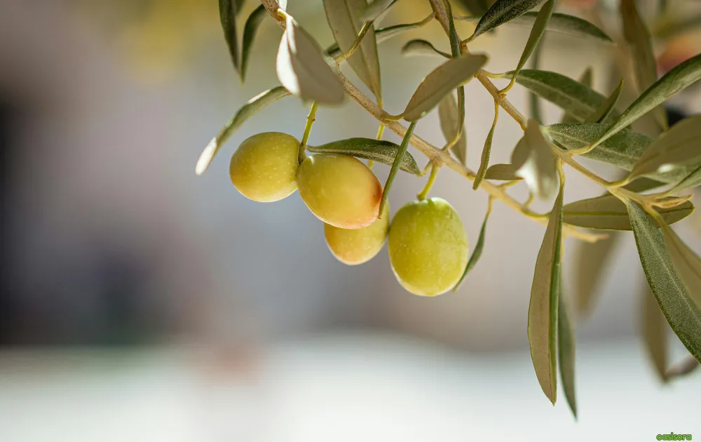 18 Best Fruit Trees to Grow in Arizona: Low-Maintenance Guide 19 Olive
