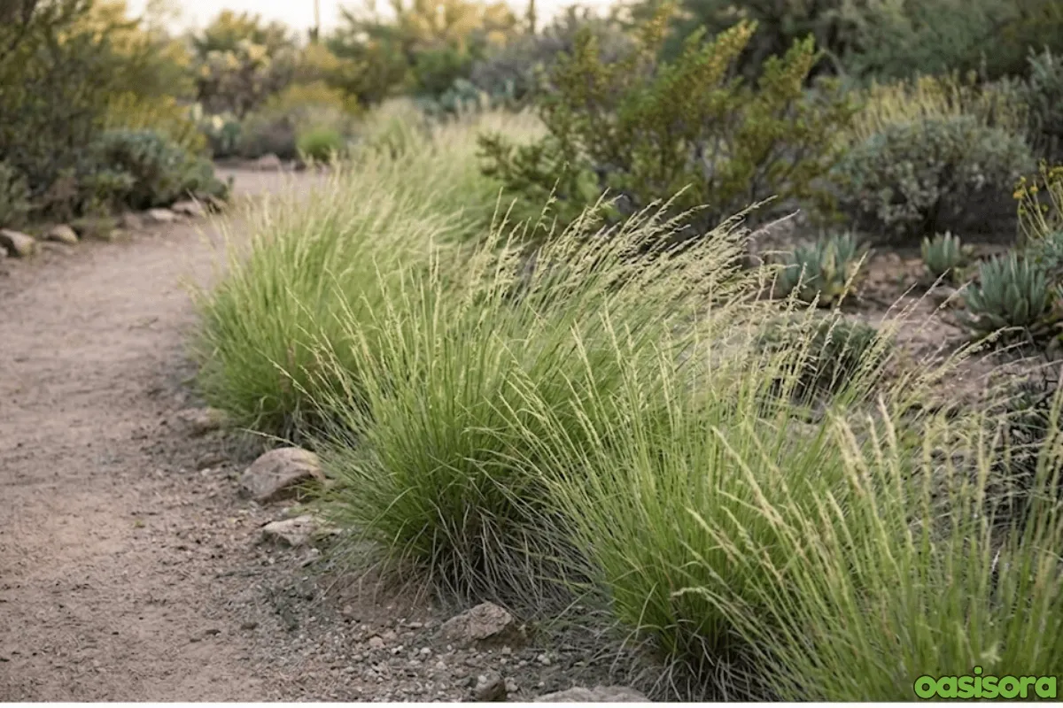 Ornamental Grasses in Your Arizona Landscape (Low Water) 11 Lindheimer’s-Muhly-Muhlenbergia-lindheimeri