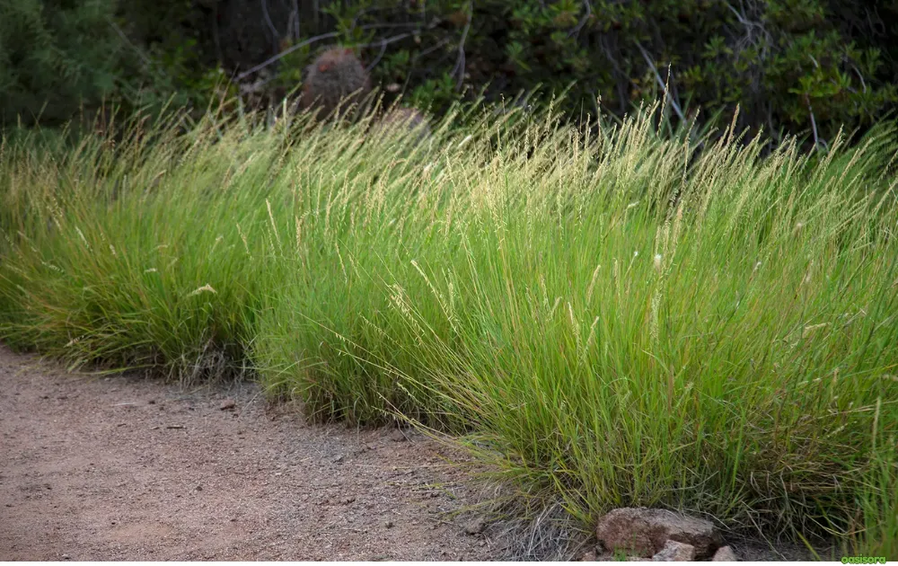 12 Best Ornamental Grasses in Your Arizona Landscape 2 Ornamental-Grasses-Work-So-Well-in-Arizona-Landscapes