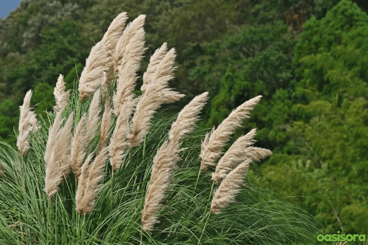 Ornamental Grasses in Your Arizona Landscape (Low Water) 8 Pampas-Grass-Cortaderia-selloana