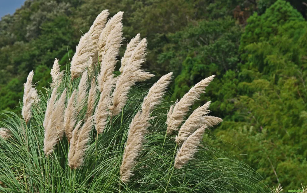 12 Best Ornamental Grasses in Your Arizona Landscape 8 Pampas-Grass-Cortaderia-selloana
