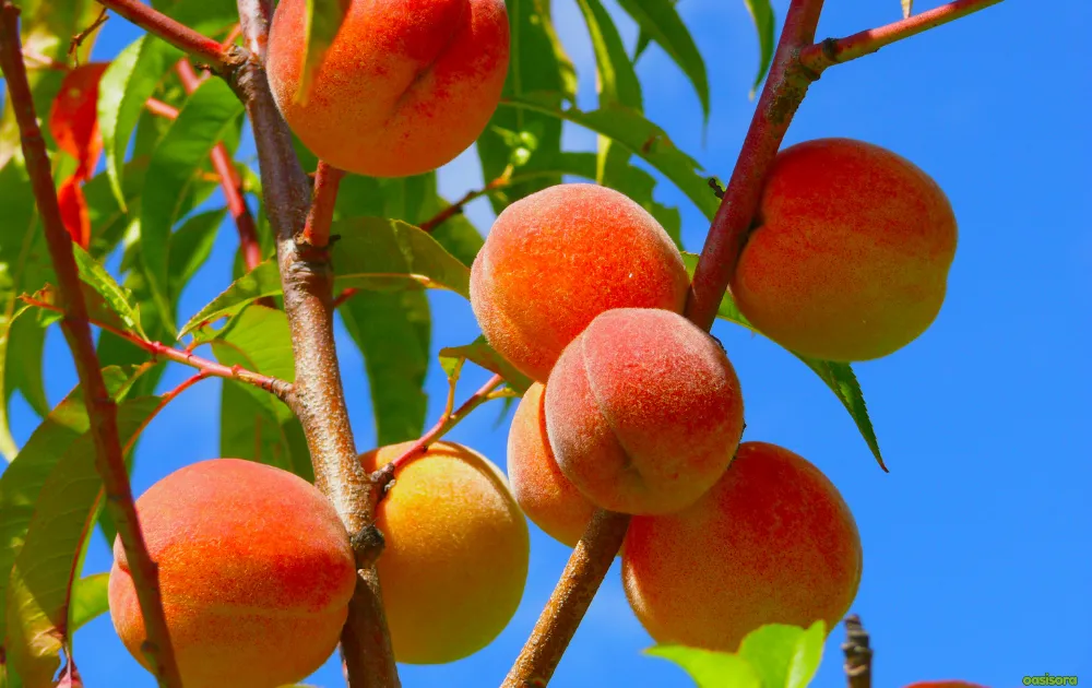 18 Best Fruit Trees to Grow in Arizona: Low-Maintenance Guide 8 Peach-Desert-Gold-Florida-Prince