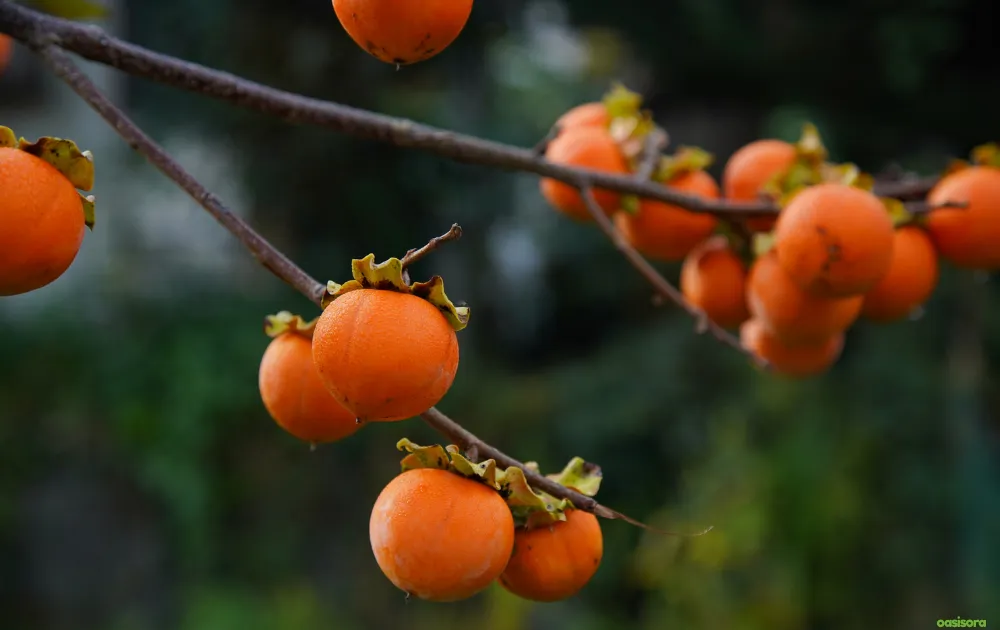 18 Best Fruit Trees to Grow in Arizona: Low-Maintenance Guide 22 Persimmon