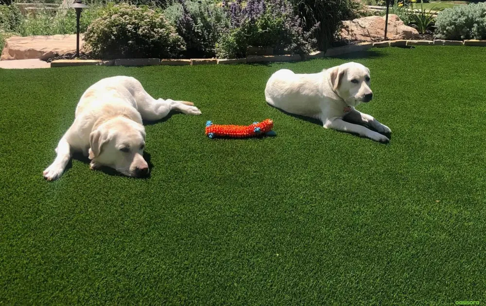 Pet-Friendly-Turf-for-arizona