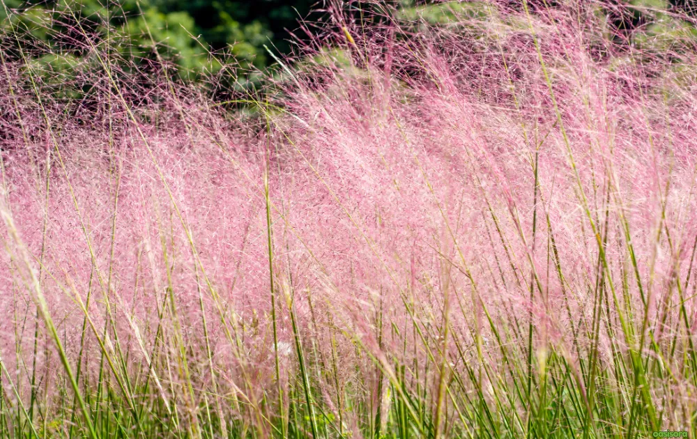 12 Best Ornamental Grasses in Your Arizona Landscape 3 Pink-Muhly-Grass-Muhlenbergia-capillaris