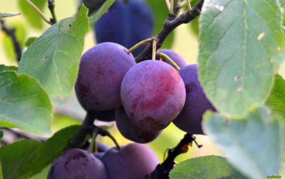 18 Best Fruit Trees to Grow in Arizona: Low-Maintenance Guide 9 Plum-Santa-Rosa