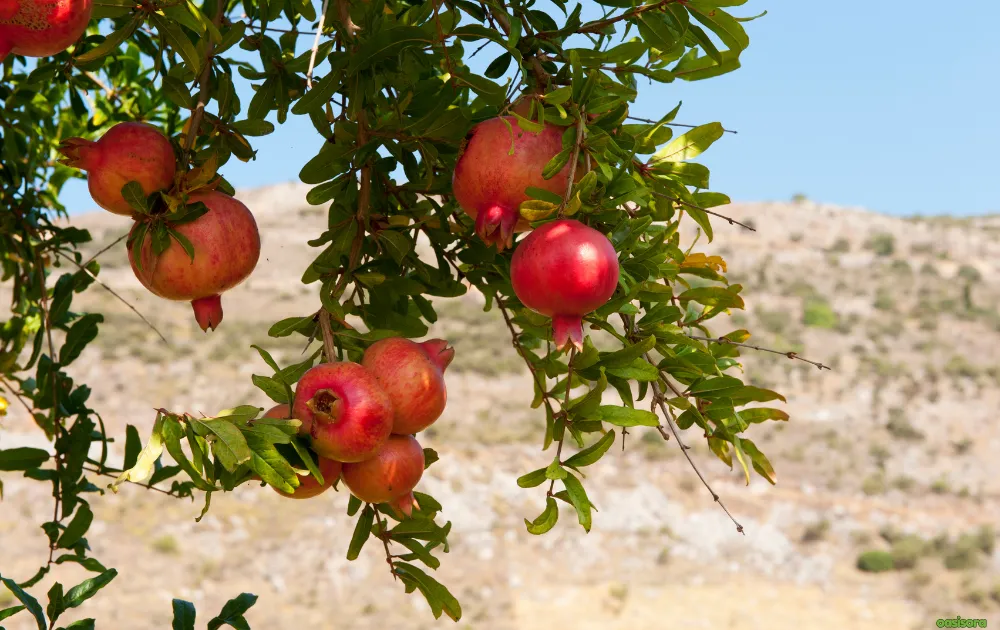 18 Best Fruit Trees to Grow in Arizona: Low-Maintenance Guide 17 Pomegranate
