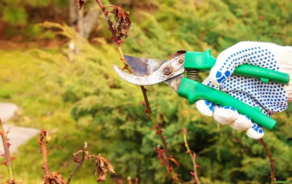 5 Simple Solutions To Frost Damage on Trees in Arizona 9 Pruning-Strategy