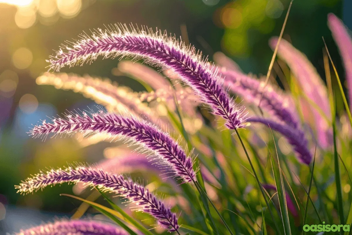 Ornamental Grasses in Your Arizona Landscape (Low Water) 12 Purple-Fountain-Grass-Pennisetum-setaceum-Rubrum