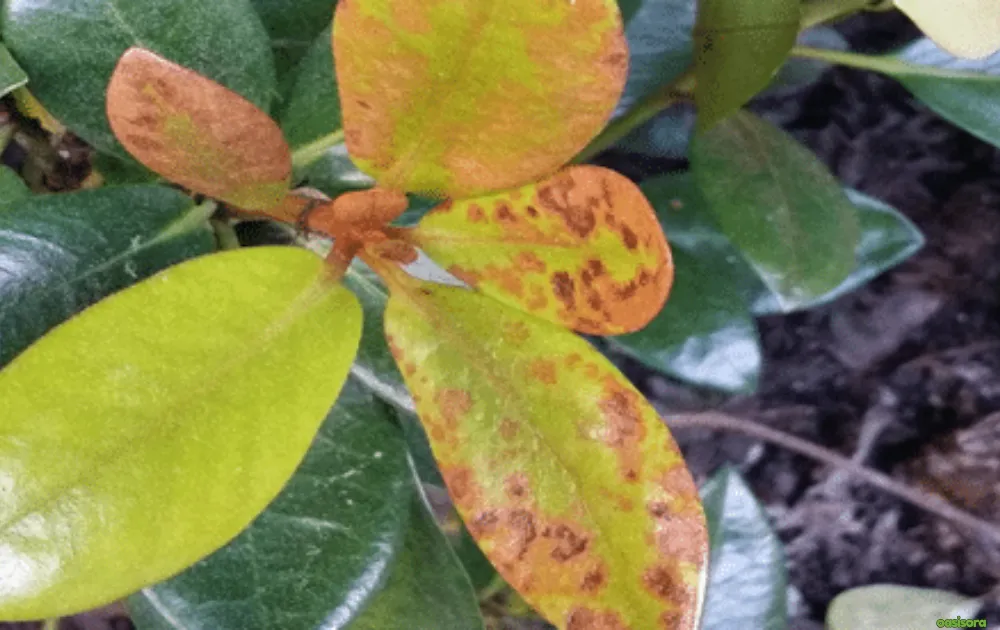 5 Simple Solutions To Frost Damage on Trees in Arizona 7 Safely-Inspect-for-Hidden-Frost-Damage