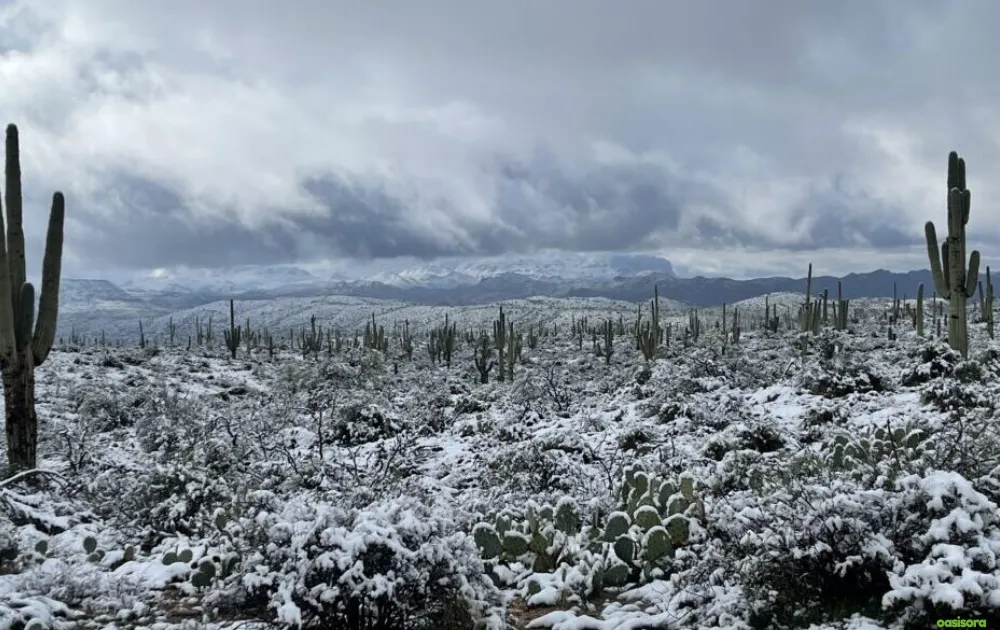 5 Simple Solutions To Frost Damage on Trees in Arizona 1 Smart-Solutions-to-Prevent-&-Fix-Frost-Damage-on-Arizona-Trees