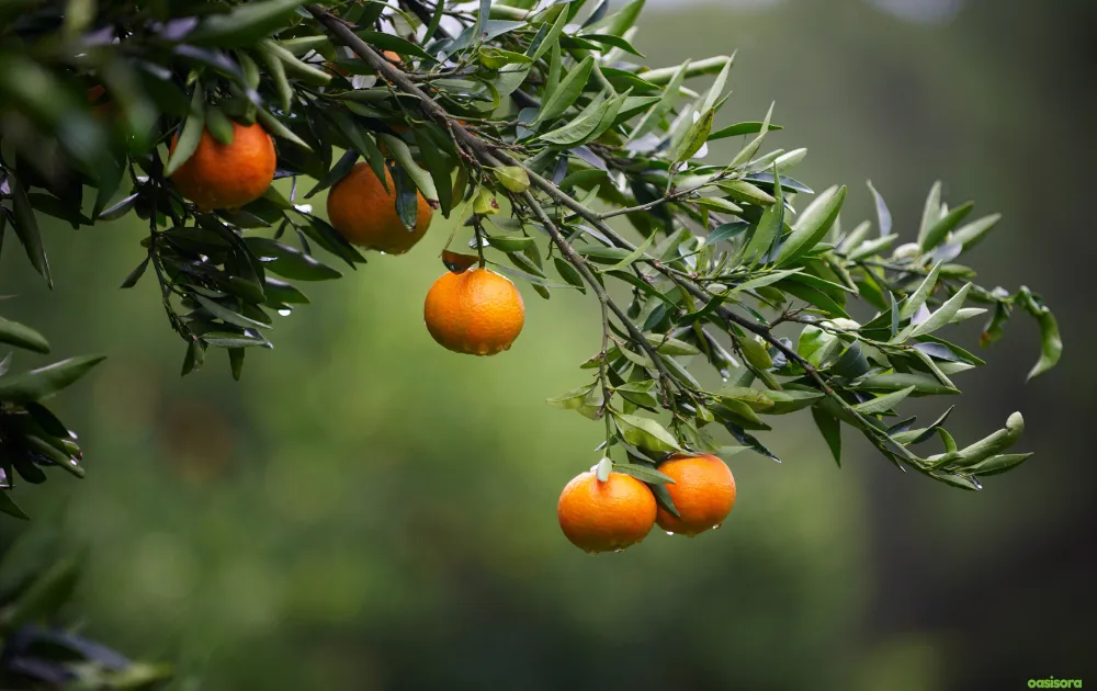 18 Best Fruit Trees to Grow in Arizona: Low-Maintenance Guide 5 Tangerine-Tree