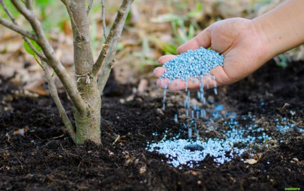 The-Right-Way-to-Fertilize-Arizona-Trees