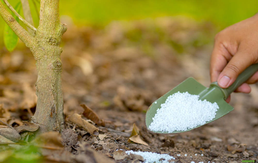 Understanding-Arizona’s-Tree-Fertilization-Needs