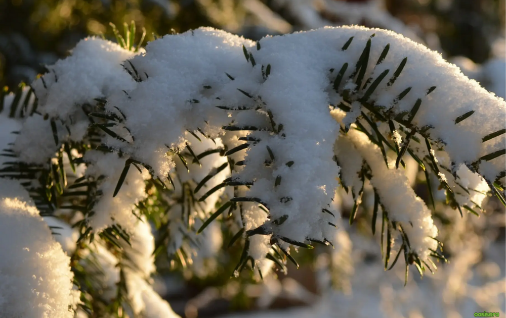 Winter-Fertilization-Matters-for-Arizona-Trees