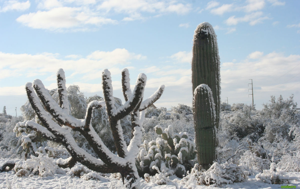 Winter-Fertilization-of-Arizona-Trees-Why-When-and-How-to-Feed-Your-Landscape