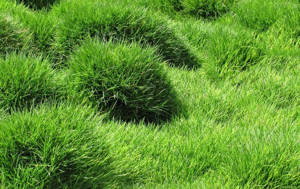 Zoysia-Grass-for-arizona