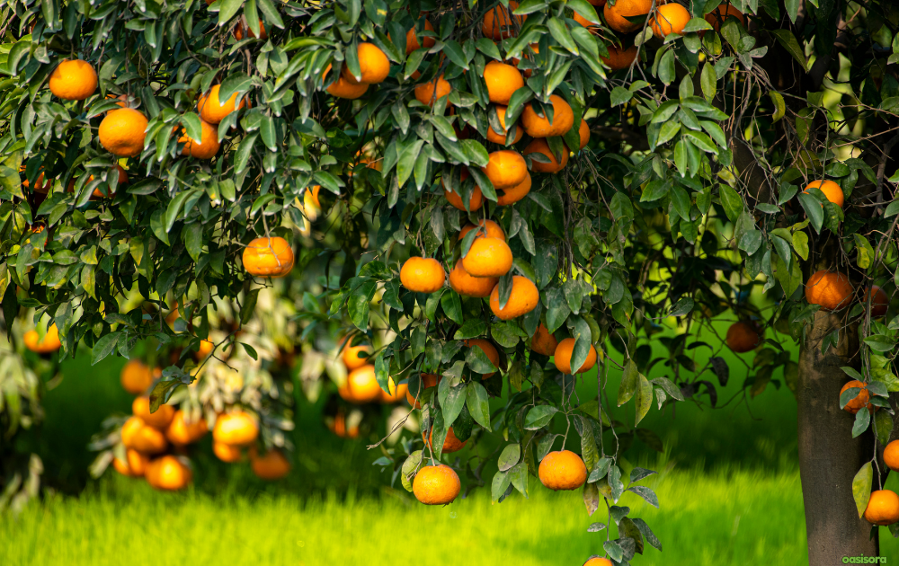 citrus-tree-