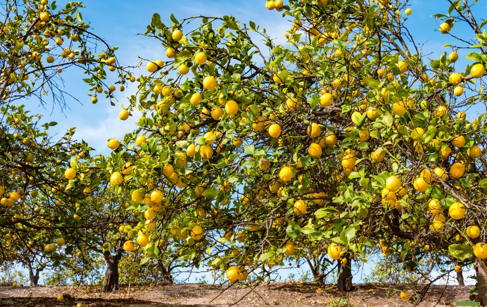 18 Best Fruit Trees to Grow in Arizona: Low-Maintenance Guide 2 lemon-trees-