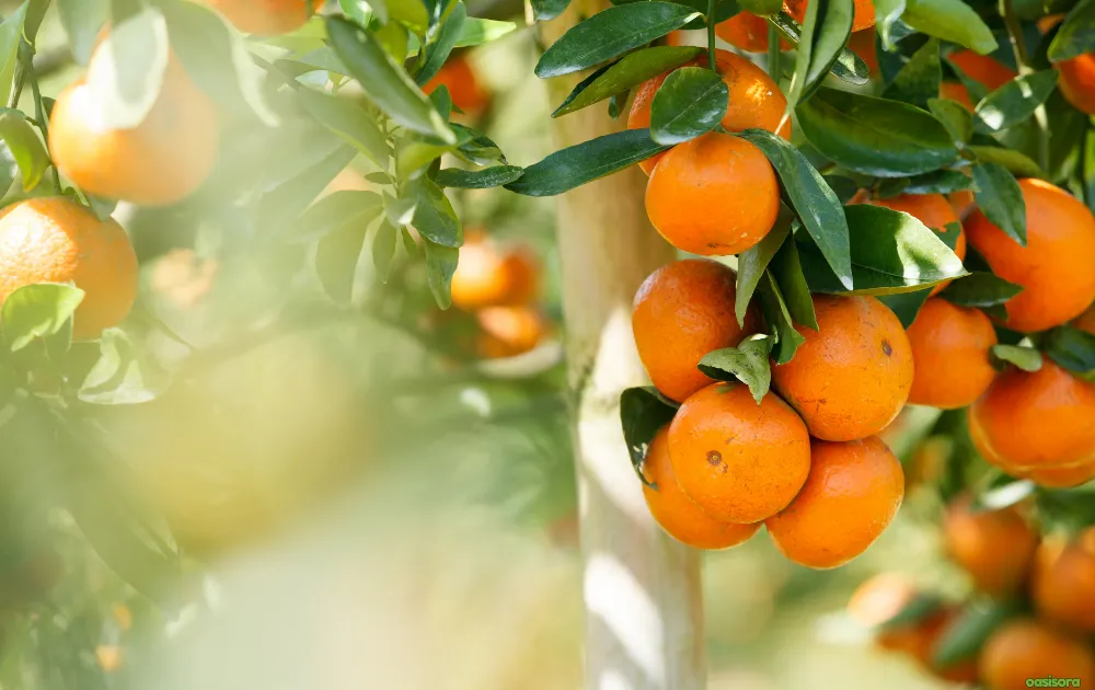 18 Best Fruit Trees to Grow in Arizona: Low-Maintenance Guide 3 orange-trees