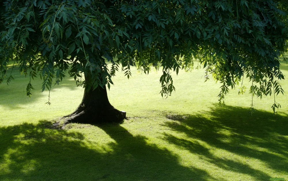 shade-trees-for-arizona