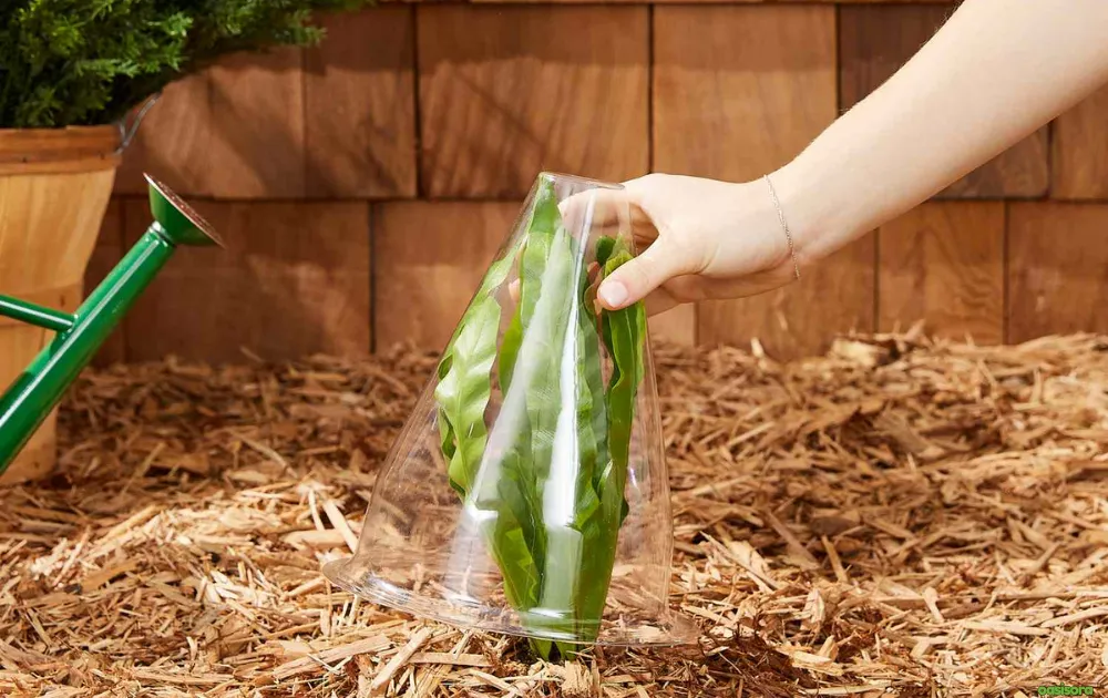 5 Simple Solutions To Frost Damage on Trees in Arizona 8 soft-blanket-of-mulch-around-the-roots