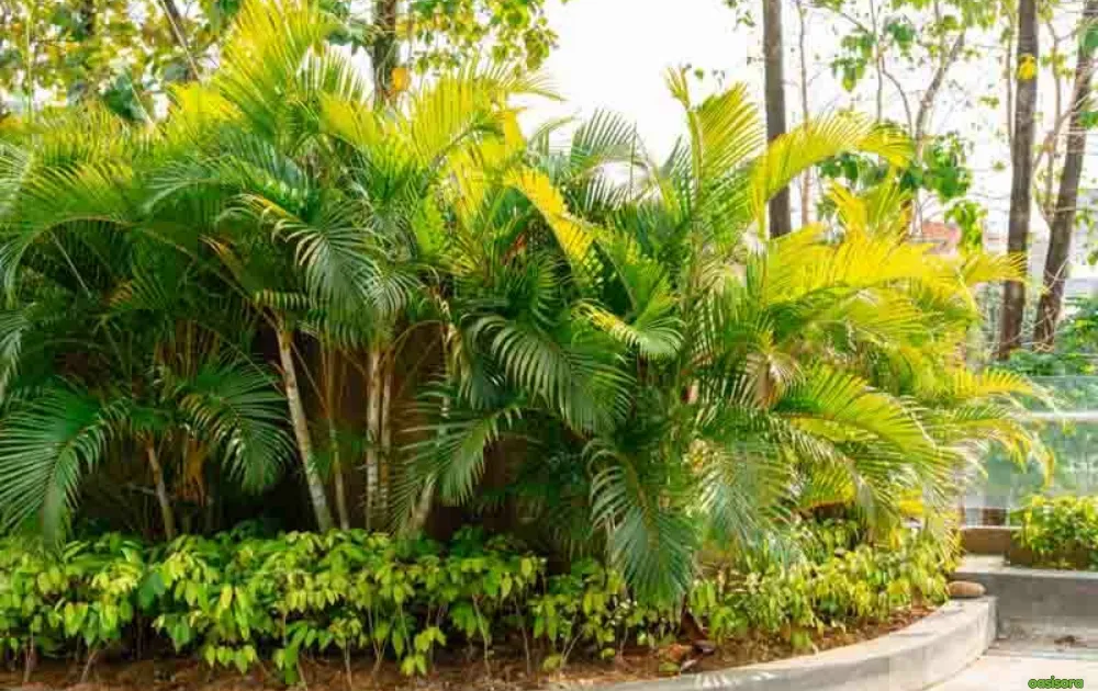 Areca-Palm-or-Dypsis-Lutescens