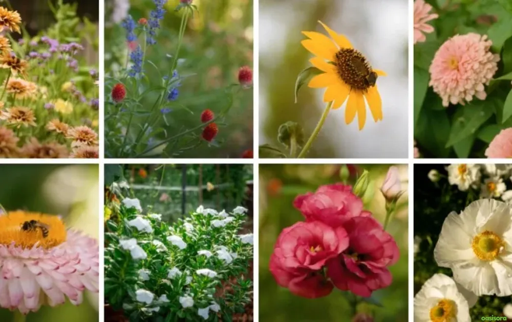 18 Best Arizona Wildflowers That Turn the Desert Colorful 1 Arizona-wildflowers-Blooms-That-Thrive-in-the-Desert-Heat