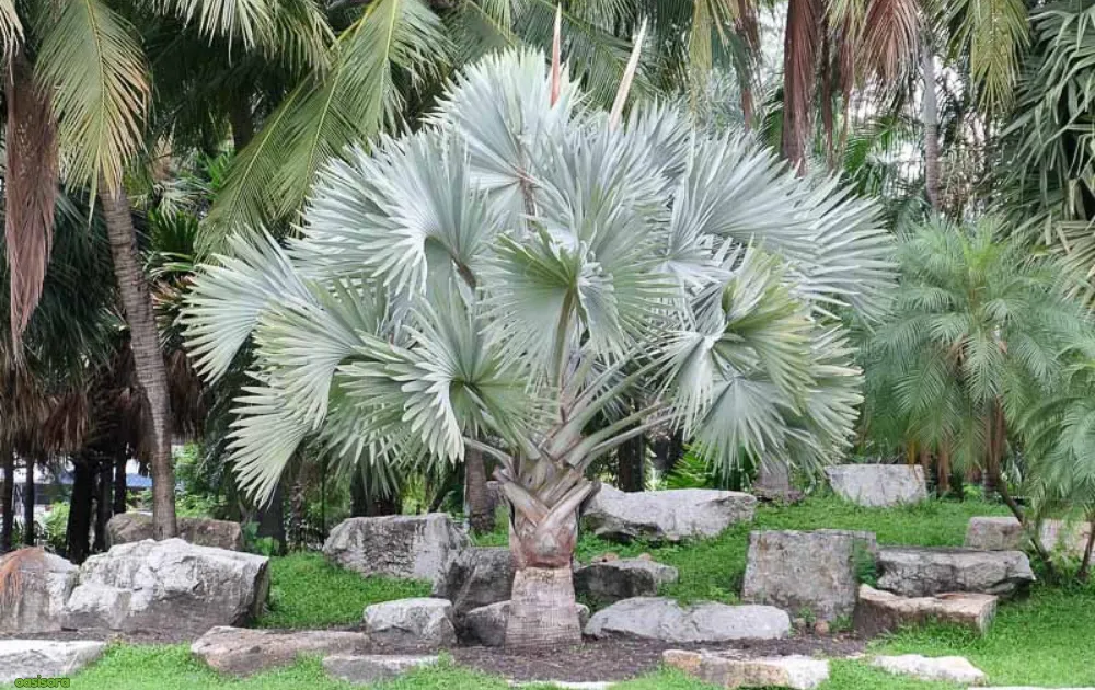 Bismarck-Palm-or-Bismarckia-Nobilis
