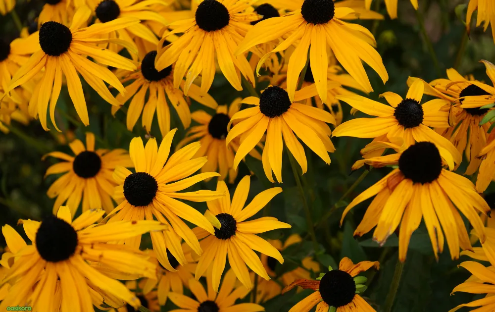 18 Best Arizona Wildflowers That Turn the Desert Colorful 14 Black-Eyed-Susan-flowers