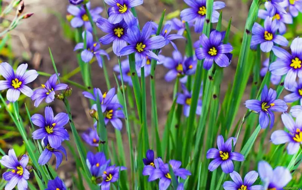 California Native Plants: 17 Best Low-Water Garden Choices 7 Blue-Eyed-Grass