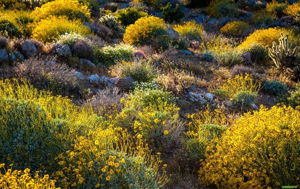 18 Best Arizona Wildflowers That Turn the Desert Colorful 4 Brittlebush-flowers-for-arizona