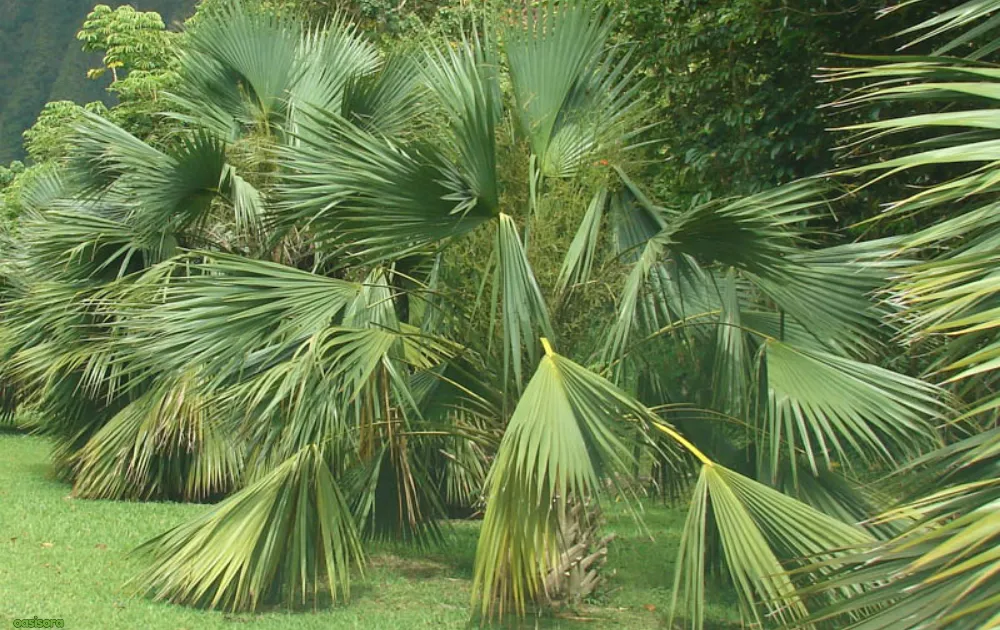 Cabbage-Palm-or-Sabal-Palmetto