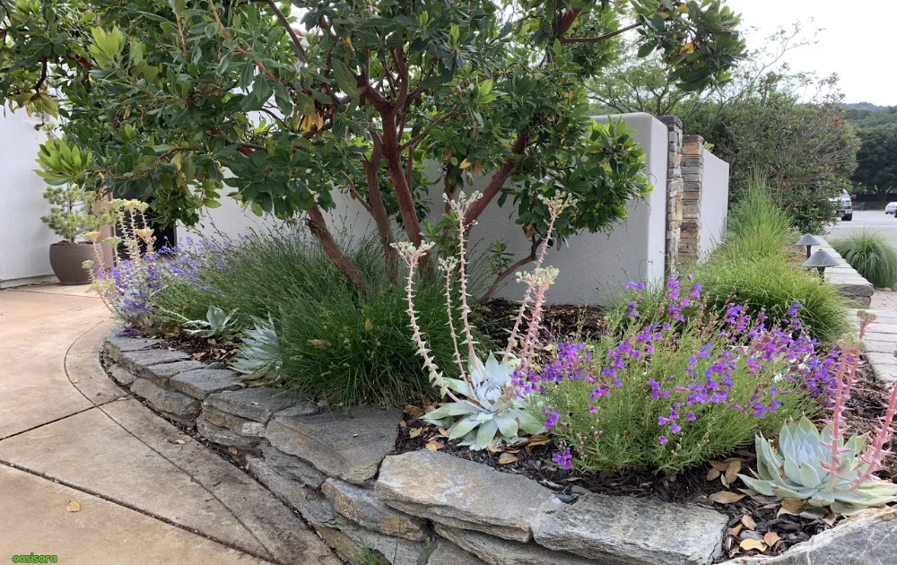 California Native Plants: 17 Best Low-Water Garden Choices 1 California-Native-Plants