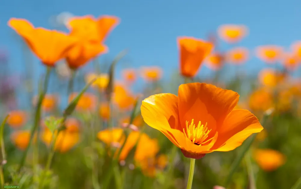 California Native Plants: 17 Best Low-Water Garden Choices 6 California-Poppy