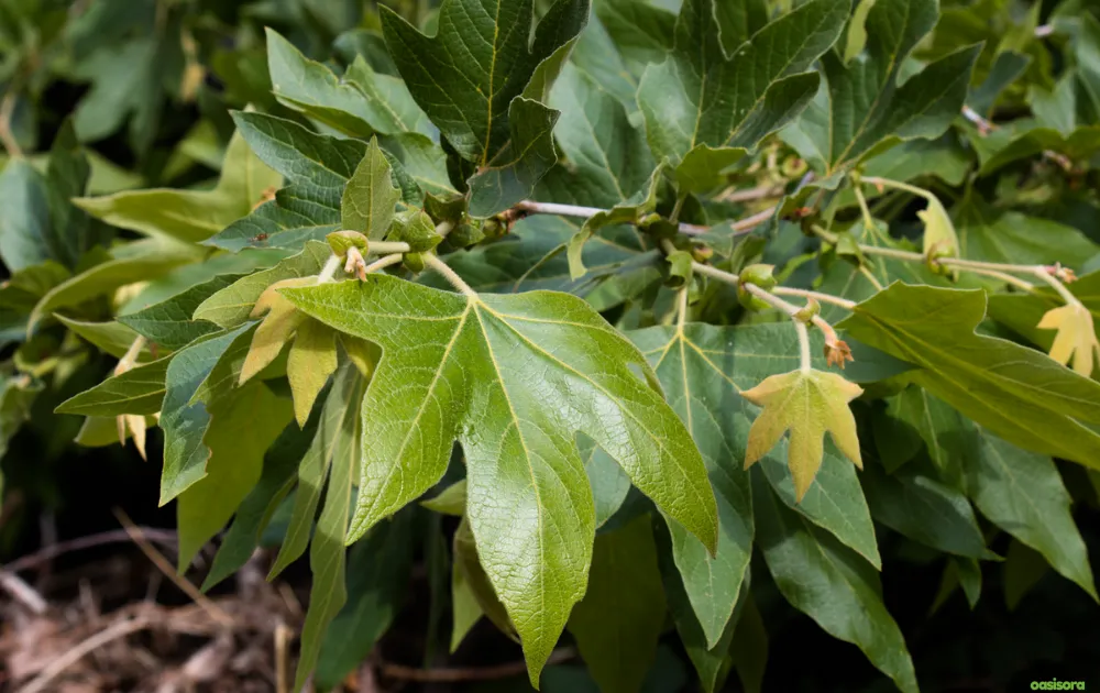 California Native Plants: 17 Best Low-Water Garden Choices 22 California-Sycamore
