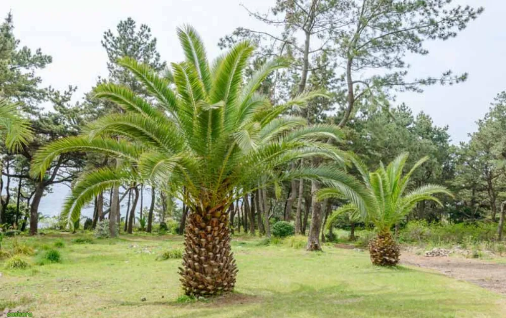 Canary-Island-Date-Palm-or-Phoenix-Canariensis
