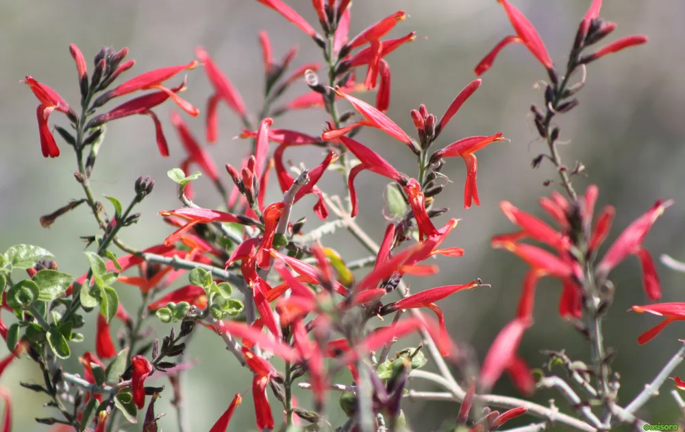 18 Best Arizona Wildflowers That Turn the Desert Colorful 5 Chuparosa-flowers