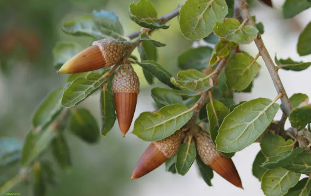 California Native Plants: 17 Best Low-Water Garden Choices 20 Coast-Live-Oak-tree-for-california