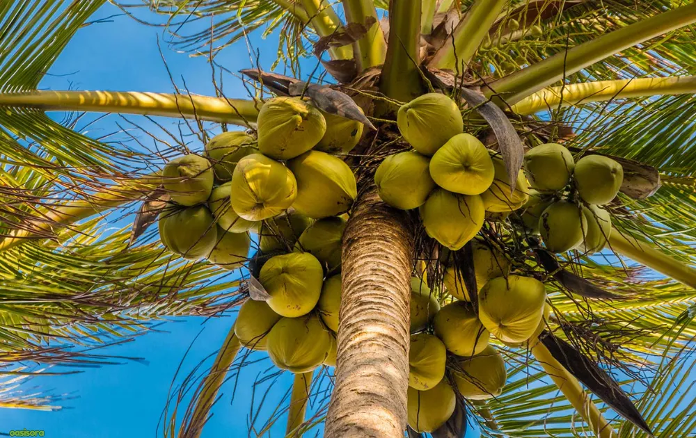 Coconut-Palm-or-Cocos-Nucifera