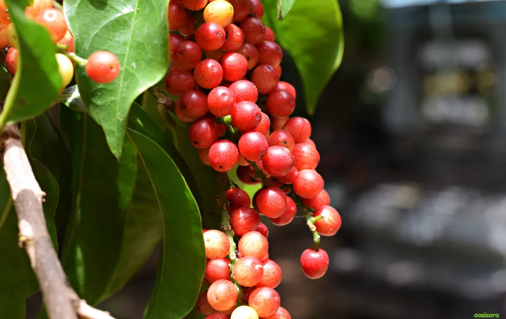 California Native Plants: 17 Best Low-Water Garden Choices 13 Coffeeberry-tree-for-california-yards