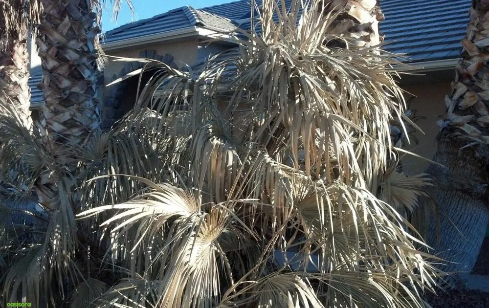 Cold-Damage-During-Florida-Snaps