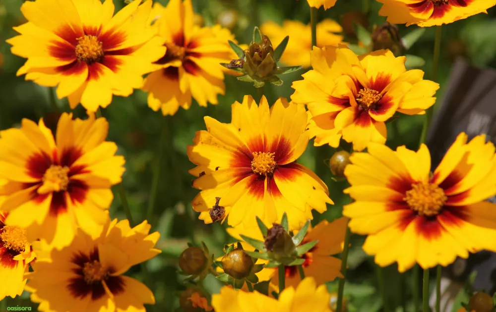 18 Best Arizona Wildflowers That Turn the Desert Colorful 15 Coreopsis-flowers