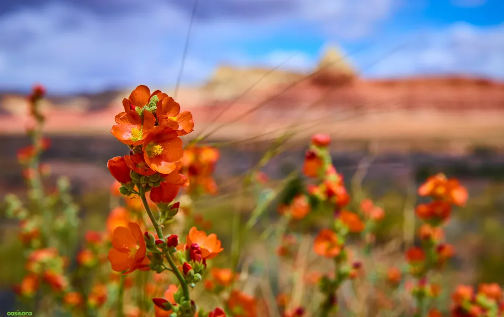 18 Best Arizona Wildflowers That Turn the Desert Colorful 7 Desert-Globemallow-flowers