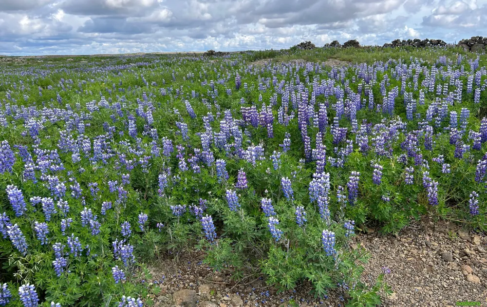 18 Best Arizona Wildflowers That Turn the Desert Colorful 12 Desert-Lupine-flowers